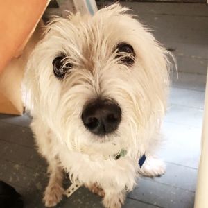 Meet your Posher, Dutch